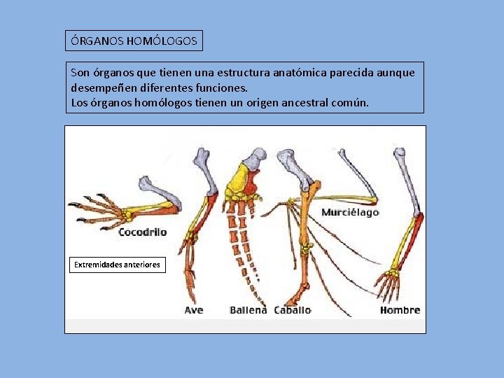 ÓRGANOS HOMÓLOGOS Son órganos que tienen una estructura anatómica parecida aunque desempeñen diferentes funciones.