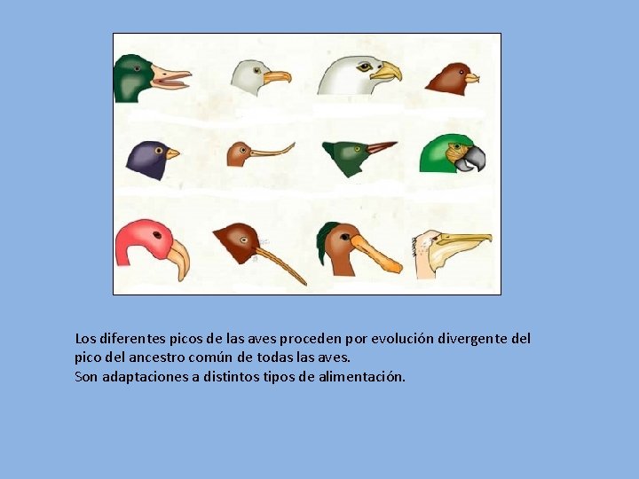 Los diferentes picos de las aves proceden por evolución divergente del pico del ancestro