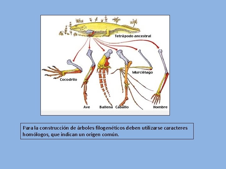 Para la construcción de árboles filogenéticos deben utilizarse caracteres homólogos, que indican un origen