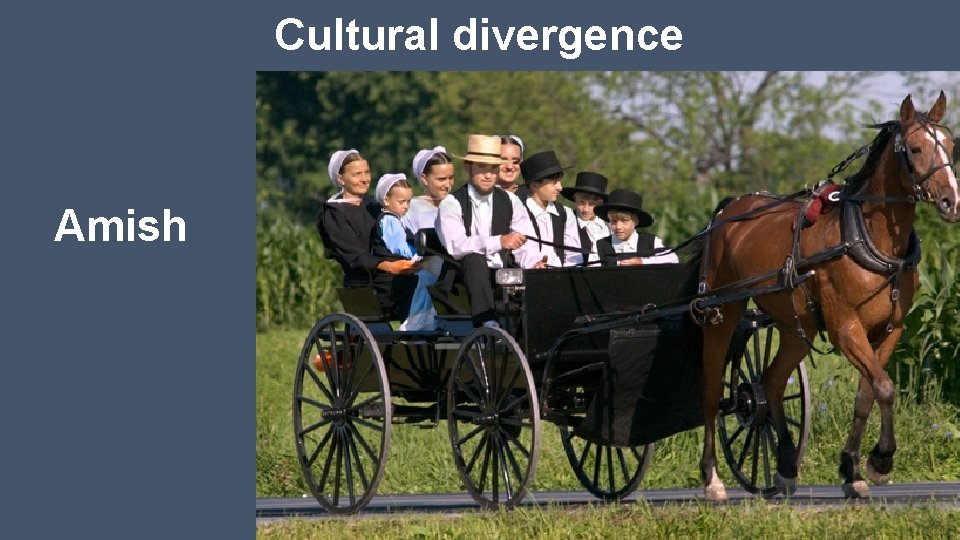 Cultural divergence Amish 