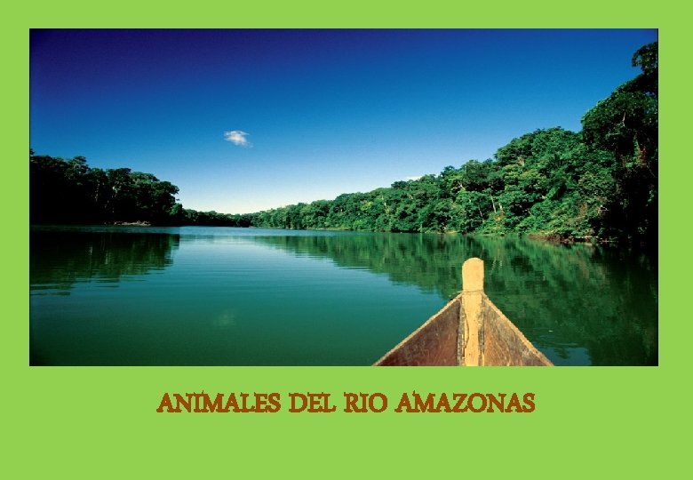 ANIMALES DEL RIO AMAZONAS 