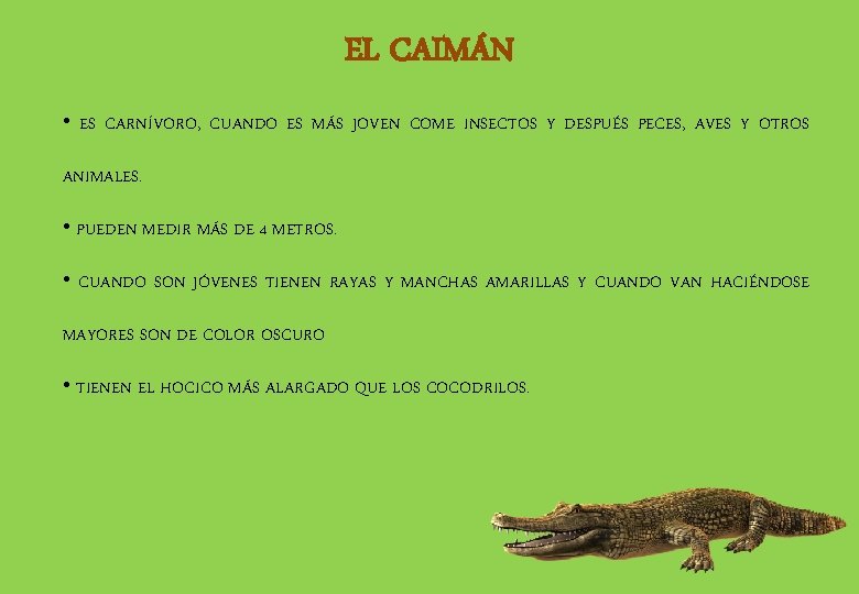 EL CAIMÁN • ES CARNÍVORO, CUANDO ES MÁS JOVEN COME INSECTOS Y DESPUÉS PECES,