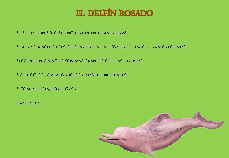 EL DELFÍN ROSADO • ESTE DELFÍN SOLO SE ENCUENTRA EN EL AMAZONAS. • AL