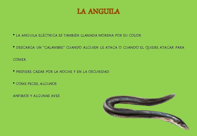 LA ANGUILA • LA ANGUILA ELÉCTRICA ES TAMBIÉN LLAMADA MORENA POR SU COLOR. •