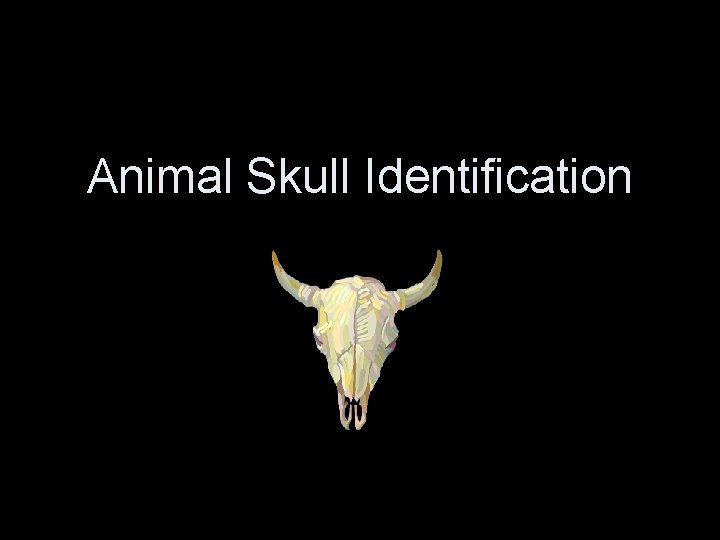 Animal Skull Identification 