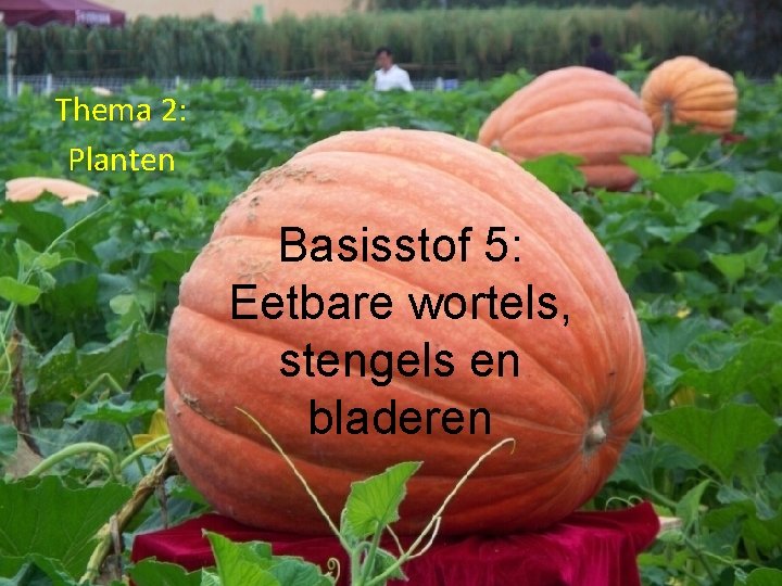 Thema 2: Planten Basisstof 5: Eetbare wortels, stengels en bladeren 