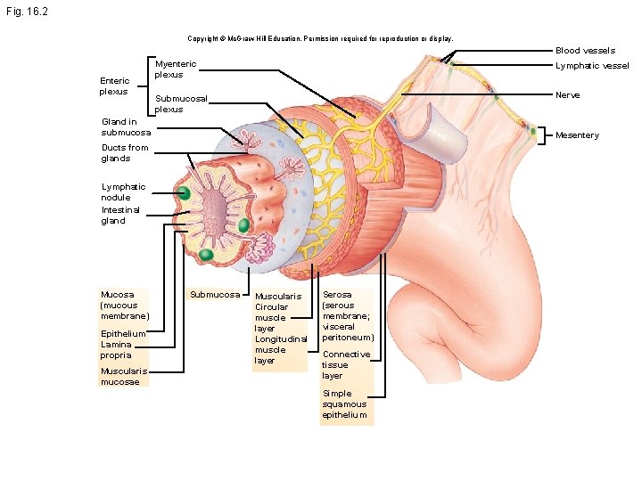 Fig. 16. 2 Copyright © Mc. Graw-Hill Education. Permission required for reproduction or display.