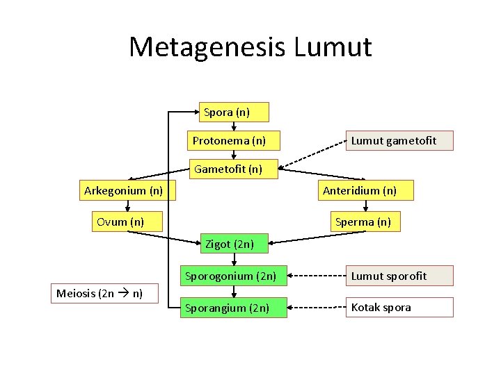 Metagenesis Lumut Spora (n) Protonema (n) Lumut gametofit Gametofit (n) Arkegonium (n) Anteridium (n)