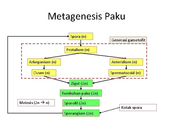 Metagenesis Paku Spora (n) Generasi gametofit Protalium (n) Arkegonium (n) Anteridium (n) Ovum (n)