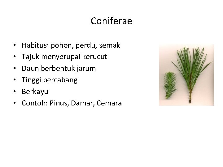 Coniferae • • • Habitus: pohon, perdu, semak Tajuk menyerupai kerucut Daun berbentuk jarum