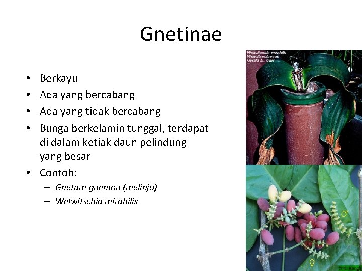 Gnetinae Berkayu Ada yang bercabang Ada yang tidak bercabang Bunga berkelamin tunggal, terdapat di