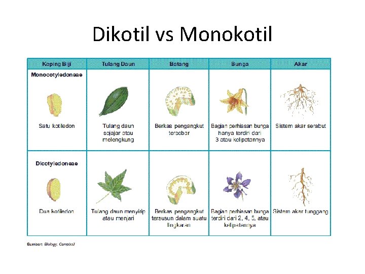 Dikotil vs Monokotil 