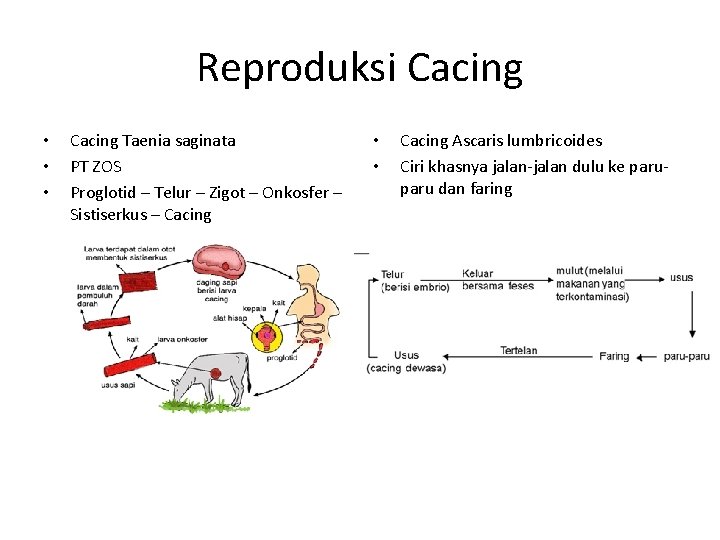 Reproduksi Cacing • • • Cacing Taenia saginata PT ZOS Proglotid – Telur –