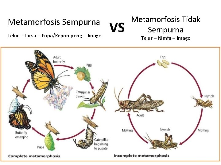 Metamorfosis Sempurna Telur – Larva – Pupa/Kepompong - Imago VS Metamorfosis Tidak Sempurna Telur