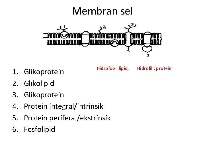 Membran sel 1. 2. 3. 4. 5. 6. Hidrofob : lipid, Glikoprotein Glikolipid Glikoprotein