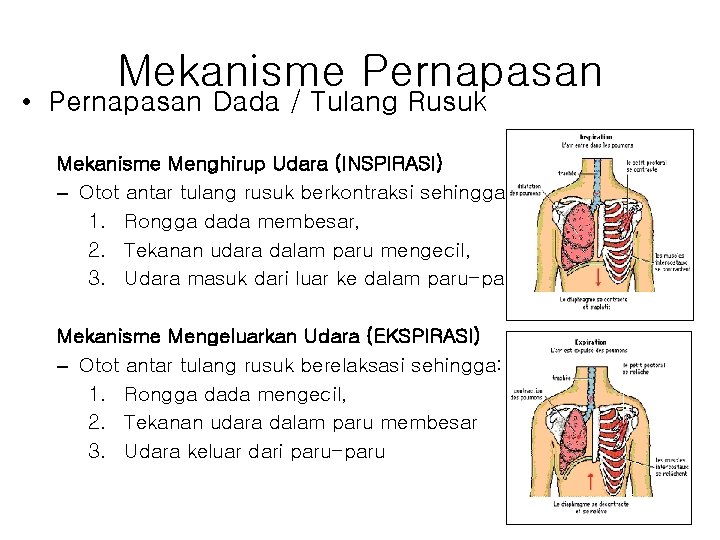 Mekanisme Pernapasan • Pernapasan Dada / Tulang Rusuk Mekanisme Menghirup Udara (INSPIRASI) – Otot