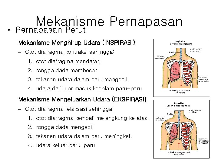 Mekanisme Pernapasan • Pernapasan Perut Mekanisme Menghirup Udara (INSPIRASI) – Otot diafragma kontraksi sehingga:
