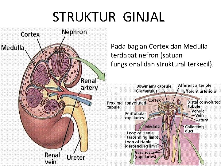STRUKTUR GINJAL Pada bagian Cortex dan Medulla terdapat nefron (satuan fungsional dan struktural terkecil).