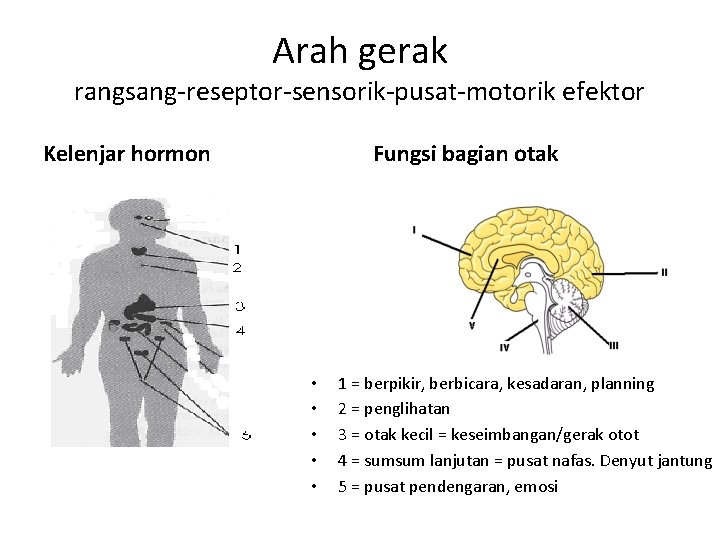 Arah gerak rangsang-reseptor-sensorik-pusat-motorik efektor Kelenjar hormon Fungsi bagian otak • • • 1 =