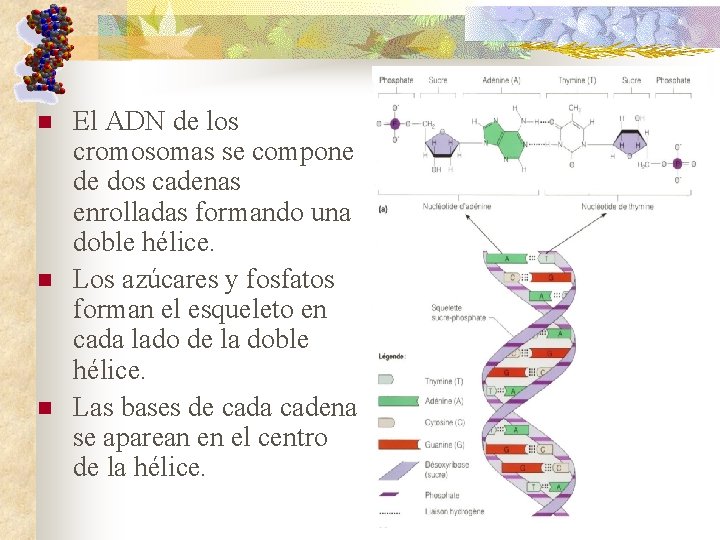 n n n El ADN de los cromosomas se compone de dos cadenas enrolladas