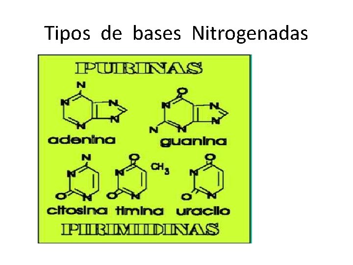 Tipos de bases Nitrogenadas 