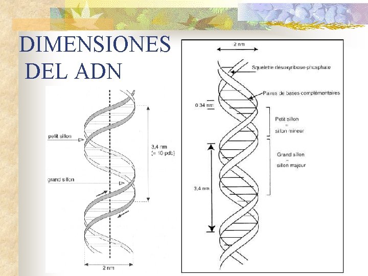 DIMENSIONES DEL ADN 