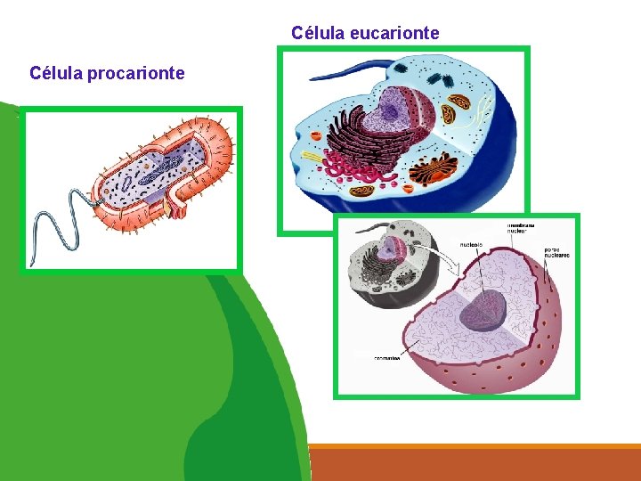 5 Célula procarionte Célula eucarionte 