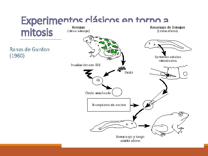 Experimentos clásicos en torno a mitosis Ranas de Gurdon (1960) 