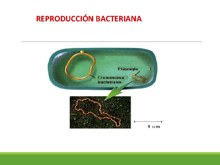 REPRODUCCIÓN BACTERIANA 