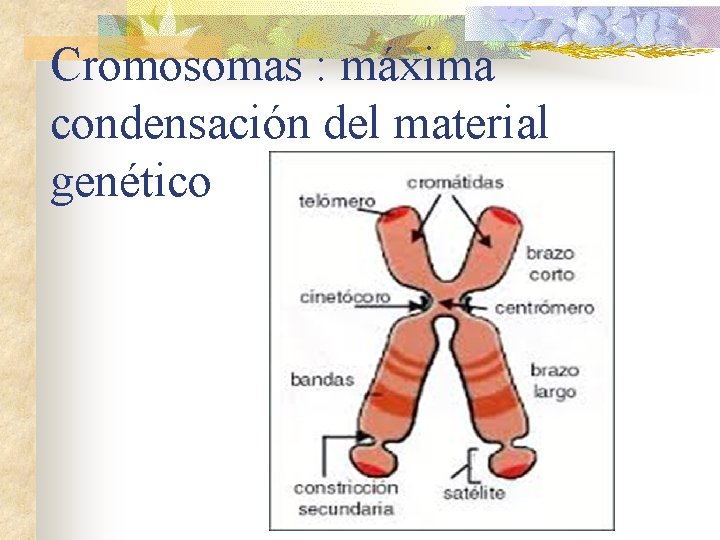 Cromosomas : máxima condensación del material genético 