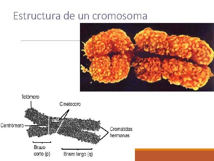 Estructura de un cromosoma 