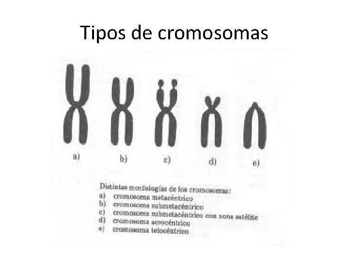 Tipos de cromosomas 