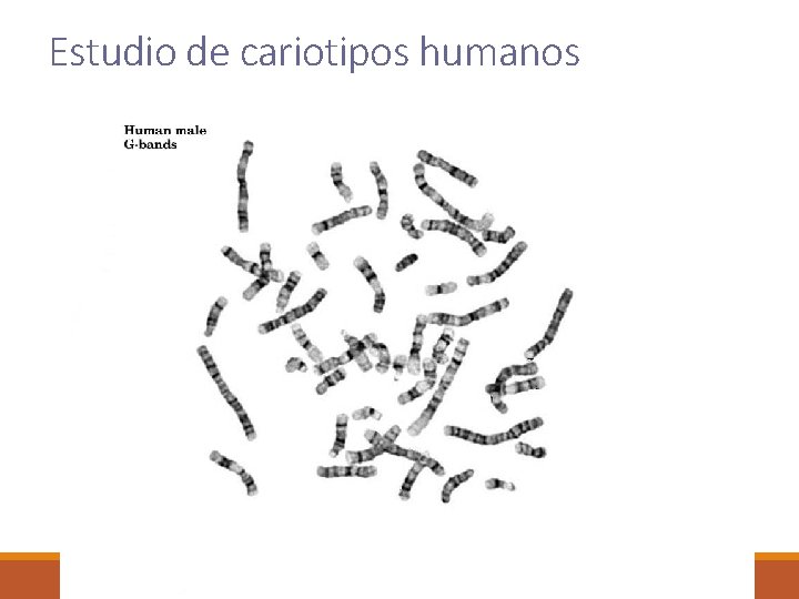 Estudio de cariotipos humanos 