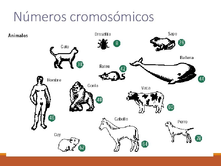 Números cromosómicos 