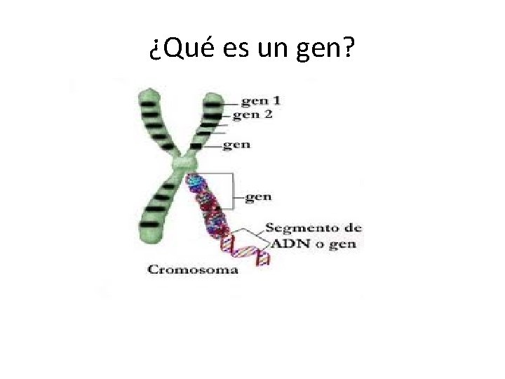 ¿Qué es un gen? 