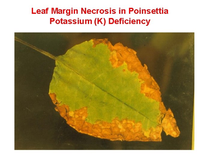 Leaf Margin Necrosis in Poinsettia Potassium (K) Deficiency 