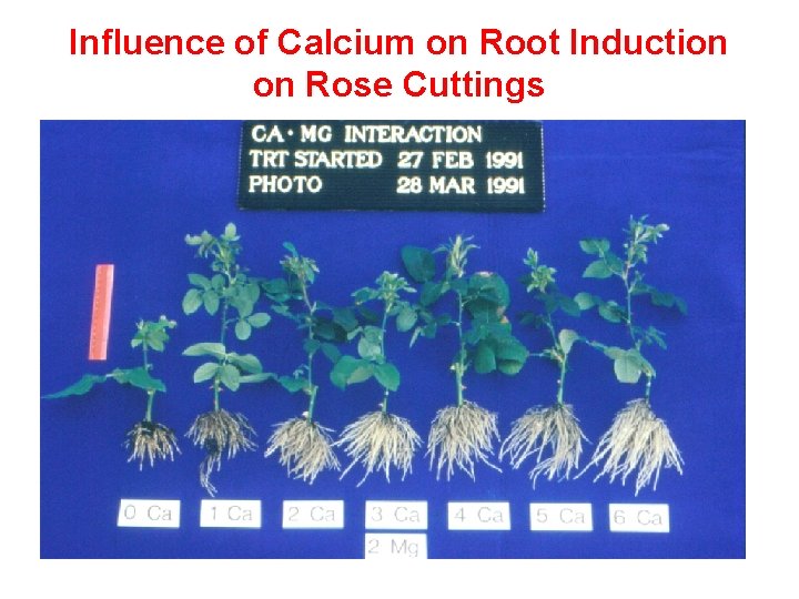 Influence of Calcium on Root Induction on Rose Cuttings 