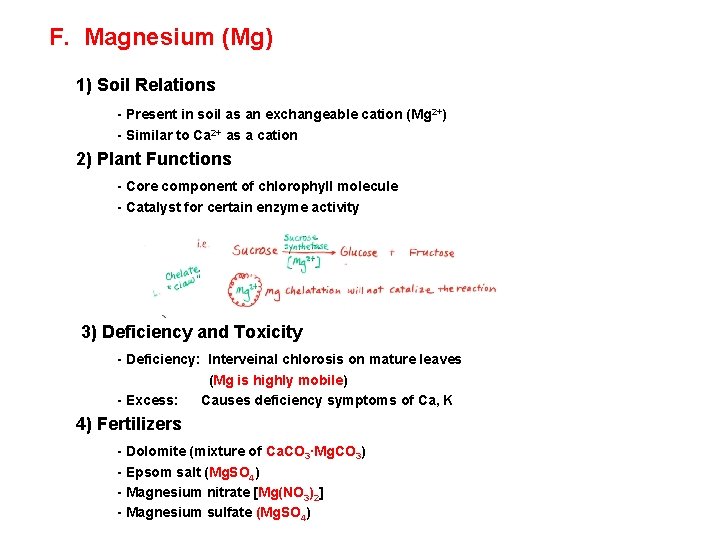 F. Magnesium (Mg) 1) Soil Relations - Present in soil as an exchangeable cation