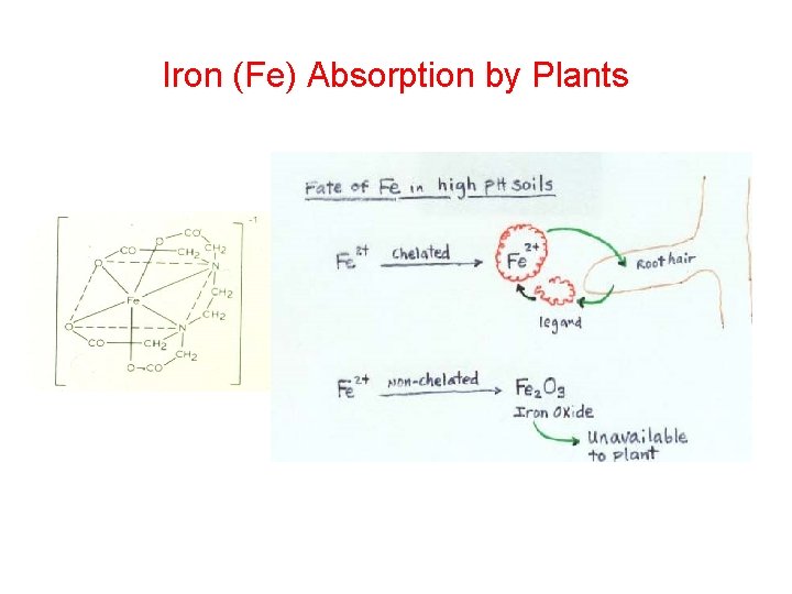 Iron (Fe) Absorption by Plants 