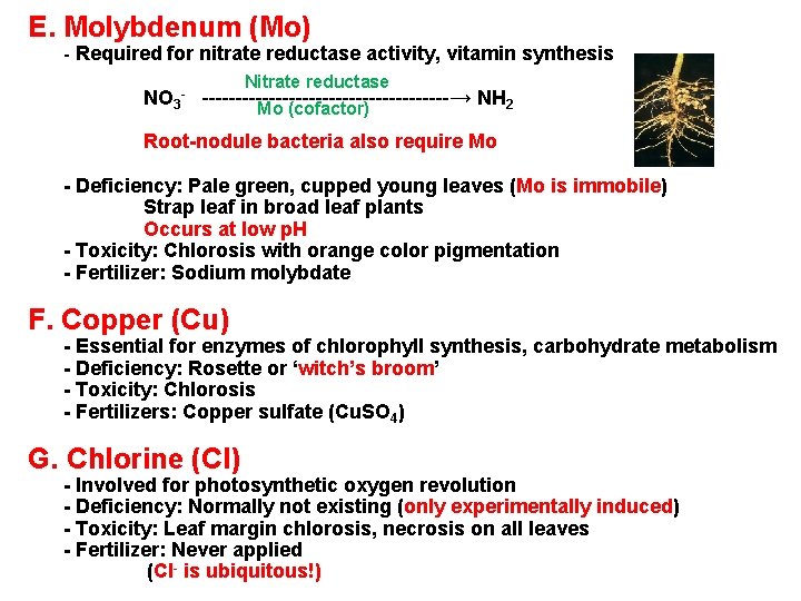 E. Molybdenum (Mo) - Required for nitrate reductase activity, vitamin synthesis NO 3 -