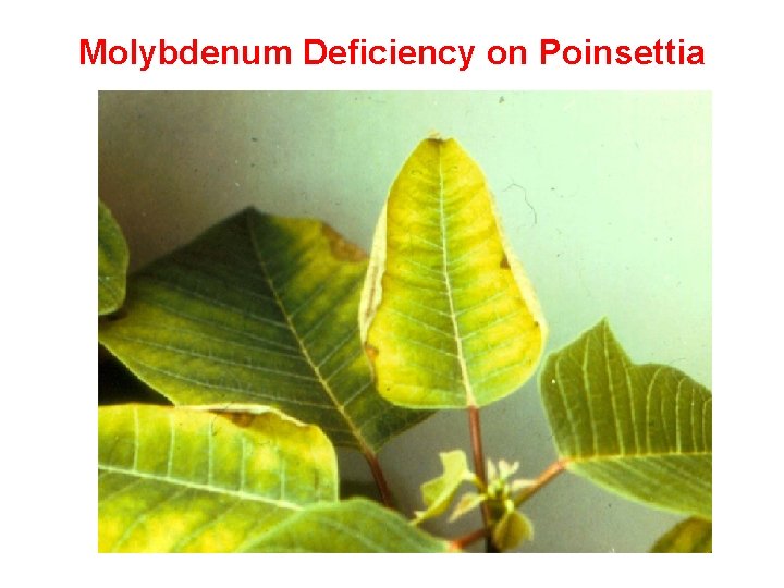 Molybdenum Deficiency on Poinsettia 