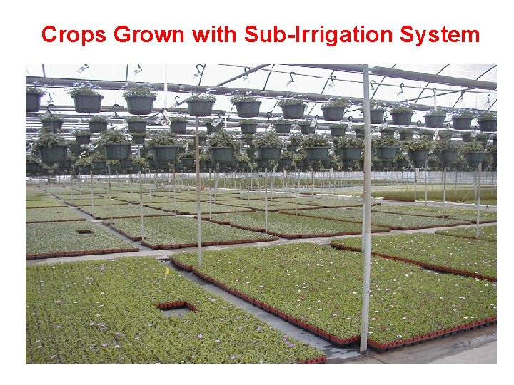 Crops Grown with Sub-Irrigation System 