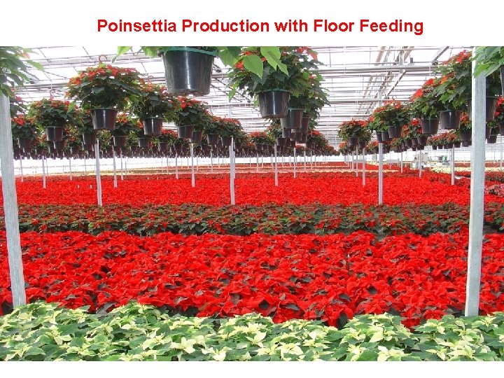 Poinsettia Production with Floor Feeding 