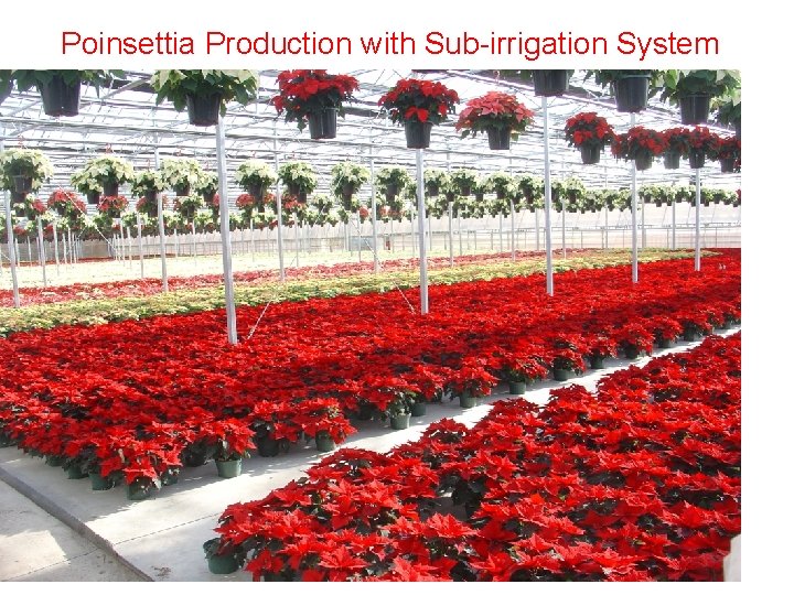 Poinsettia Production with Sub-irrigation System 