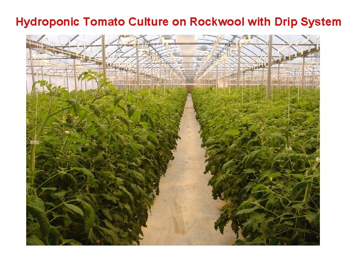 Hydroponic Tomato Culture on Rockwool with Drip System 