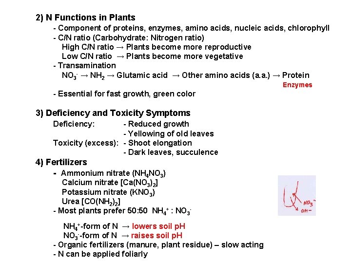 2) N Functions in Plants - Component of proteins, enzymes, amino acids, nucleic acids,