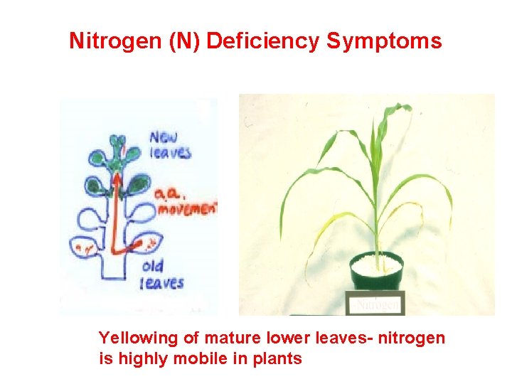 Nitrogen (N) Deficiency Symptoms Yellowing of mature lower leaves- nitrogen is highly mobile in