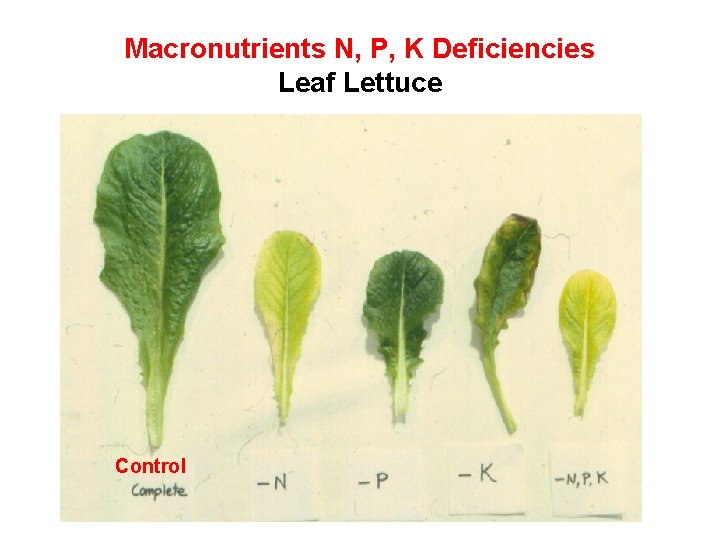 Macronutrients N, P, K Deficiencies Leaf Lettuce Control 