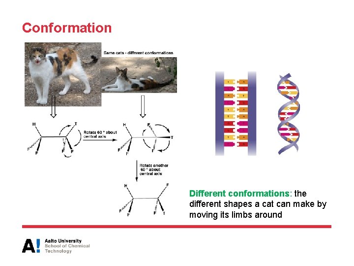 Conformation Different conformations: the different shapes a cat can make by moving its limbs