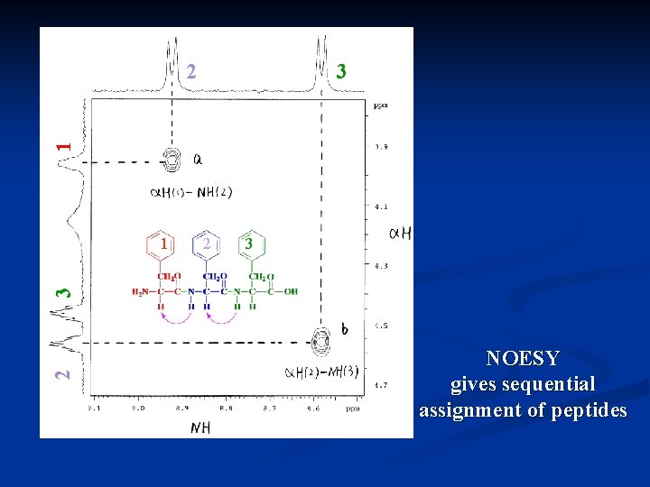 3 1 2 21 3 2 3 1 NOESY gives sequential assignment of peptides 3 1 2 21 3 2 3 1 NOESY gives sequential assignment of peptides